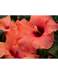 Hibiscus rosa sinensis 'HibisQs'