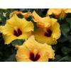 Hibiscus rosa sinensis 'HibisQs' Adonicus Double Pink fleur