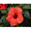 Hibiscus rosa sinensis 'HibisQs' Adonicus Double Pink fleur