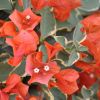 Bougainvillea 'Tango'