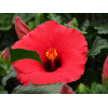 Hibiscus rosa sinensis 'HibisQs' Adonicus Double Pink fleur