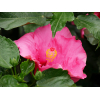 Hibiscus rosa sinensis 'HibisQs' Adonicus Double Pink fleur