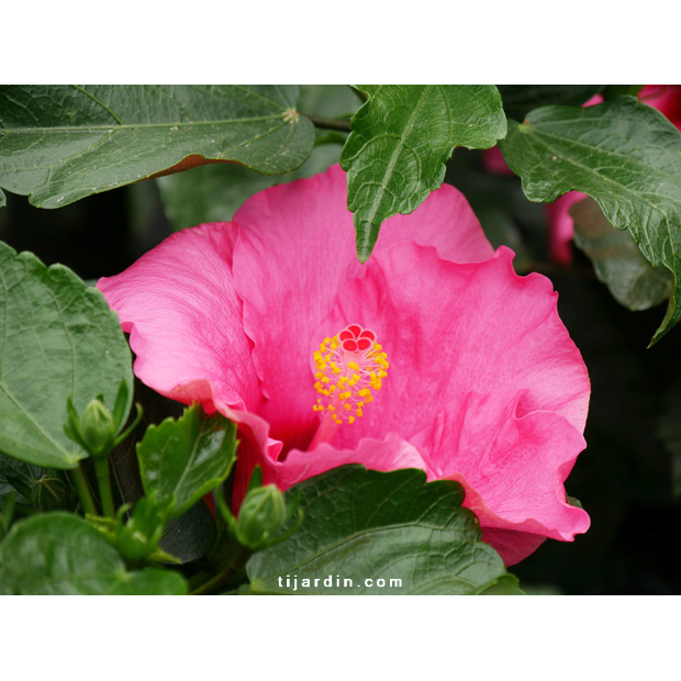 Hibiscus rosa sinensis 'HibisQs' Adonicus Double Pink fleur