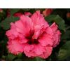 Hibiscus sinensis 'HibisQs' double fleurs