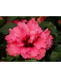 Hibiscus sinensis 'HibisQs' double fleurs
