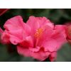 Hibiscus sinensis 'HibisQs' double fleurs