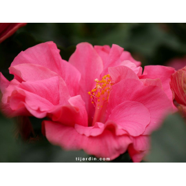 Hibiscus sinensis 'HibisQs' double fleurs