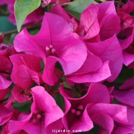 Bougainvillea 'Vera Deep Purple'