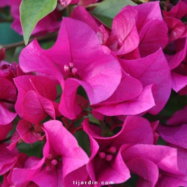 Bougainvillea 'Vera Deep Purple'