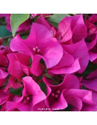 Bougainvillier 'Vera Deep Purple'