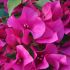 Bougainvillier 'Vera Deep Purple'