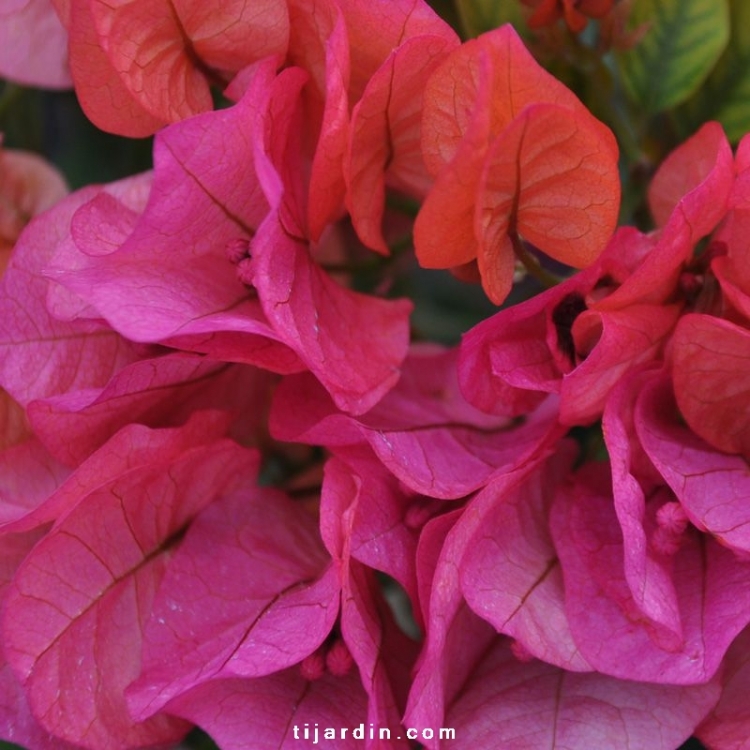Bougainvillier 'Dania' Sur Support - Fleurs Orange éclatantes - Plante Grimpante Méditerranéenne - Pot 17cm (50-60cm)