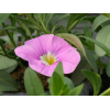Calibrachoa 'Cabaret'