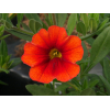 Calibrachoa 'Cabaret'
