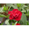 Calibrachoa Double fleurs