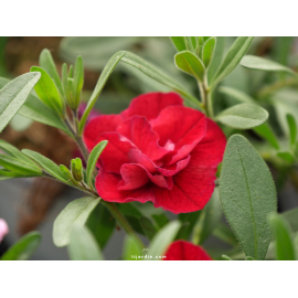 Calibrachoa Double fleurs