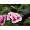 Calibrachoa Double fleurs