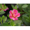 Calibrachoa Double fleurs