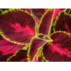 Coleus 'Alligator' - Solenostemon