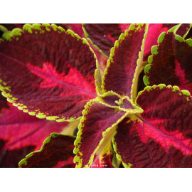 Coleus 'Alligator' - Solenostemon