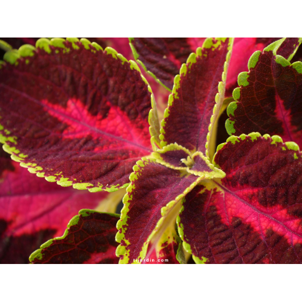 Coleus 'Alligator' - Solenostemon Coleus 'Alligator' - Solenostemon