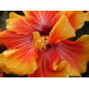Hibiscus de Tahiti "HibisQs"