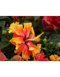 Hibiscus de Tahiti "HibisQs"