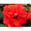 Hibiscus sinensis 'HibisQs' double fleurs