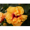 Hibiscus sinensis 'HibisQs' double fleurs