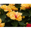 Hibiscus sinensis 'HibisQs' double fleurs