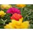 Portulaca grandiflora - Pourpier à grandes fleurs