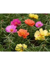 Portulaca grandiflora - Pourpier à grandes fleurs