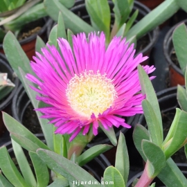 Carpobrotus edulis - Griffe de sorcière