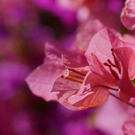 Trio de bougainvilliers