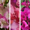 Trio de bougainvilliers