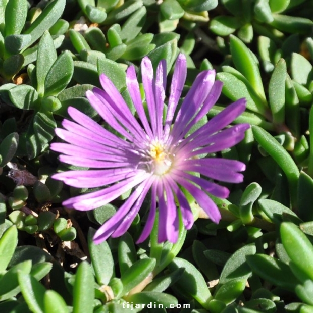 Delosperma ashtonii Delosperma ashtonii