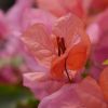 Trio de bougainvilliers