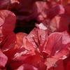 Trio de bougainvilliers