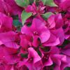 Trio de bougainvilliers