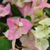 Trio de bougainvilliers