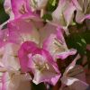 Trio de bougainvilliers