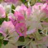 Trio de bougainvilliers