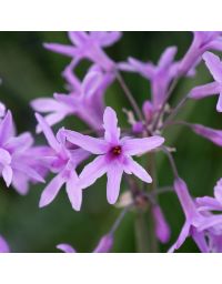 Tulbaghia violacea, ail d'Afrique du sud