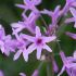 Tulbaghia violacea, ail d'Afrique du sud