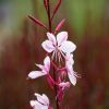 Gaura Lindheimeri