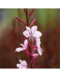 Gaura Lindheimeri