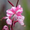 Gaura Lindheimeri