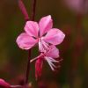 Gaura Lindheimeri