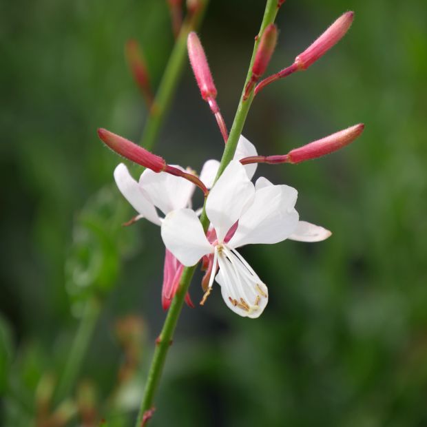 Gaura Lindheimeri
