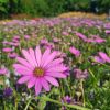 Osteospermum Jucundum